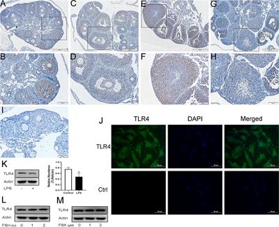 Toll-Like Receptor 4 Inhibits Estradiol Secretion via NF-κB Signaling in Human Granulosa Cells